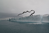 Giant Sculpture on Iceberg in Greenland