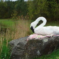 Trumpeter Swan by Sari Grove - search and link Sculpture with SculptSite.com