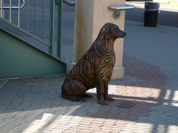 Bo - Golden Retriever Dog by Anita Watts - search and link Sculpture with SculptSite.com