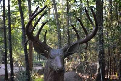 Wildlife Monuments - Magnolia Whitetails by Edd Hayes - search and link Sculpture with SculptSite.com