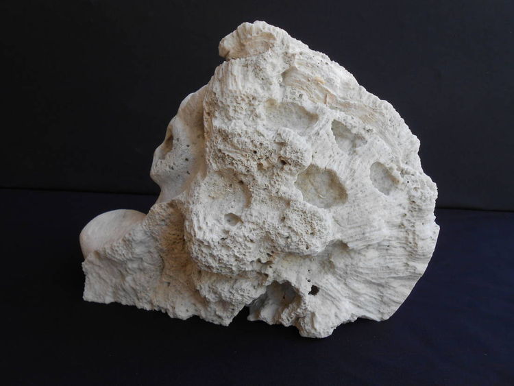 Sea Beauty by David Willis - search and link Sculpture with SculptSite.com