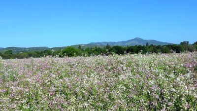 Fodder radish crop near Rudchester by Erison Monteiro - search and link Sculpture with SculptSite.com