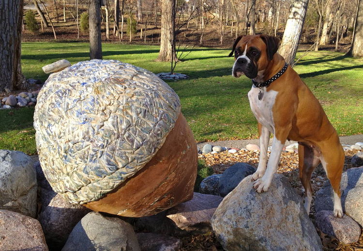 Acorn by Carol Fleming - search and link Sculpture with SculptSite.com