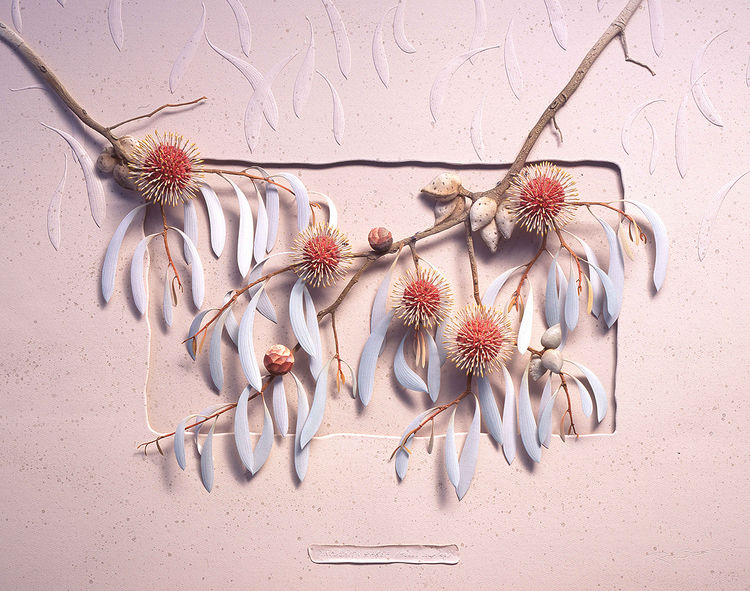 Pincushion Hakea (Hakea laurina) by Ray Besserdin - search and link Sculpture with SculptSite.com